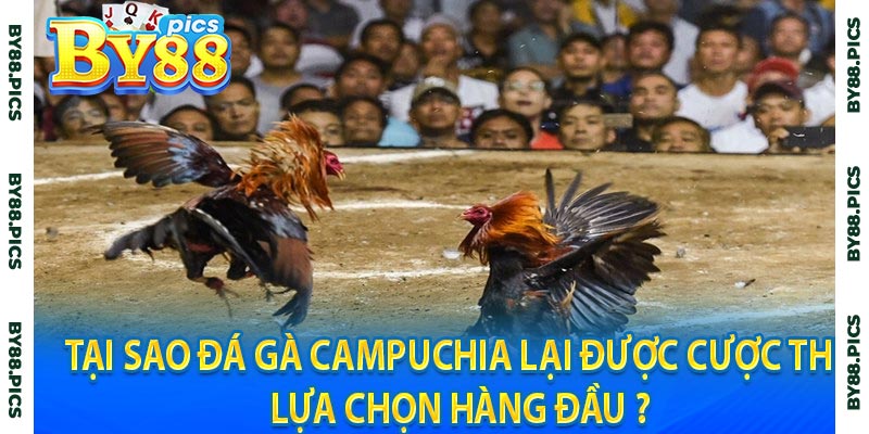 Tại sao đá gà Campuchia lại được cược thủ lựa chọn hàng đầu ?